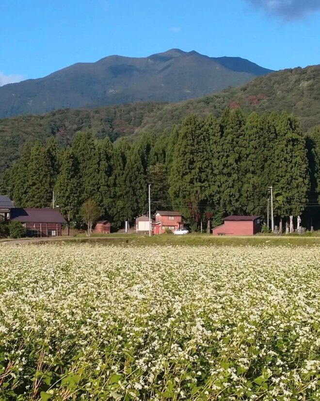 下田郷のそば畑