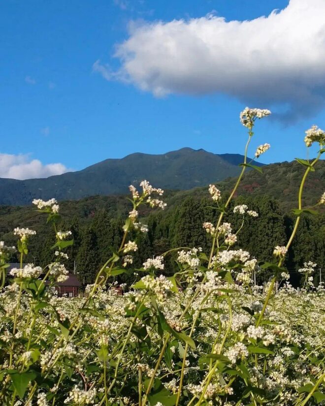 そば写真提供/道の駅 漢学の里しただ